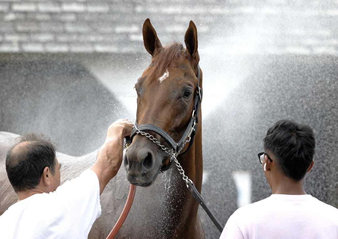 Delightful Claire gets a bath at SAR Aug 7 2025