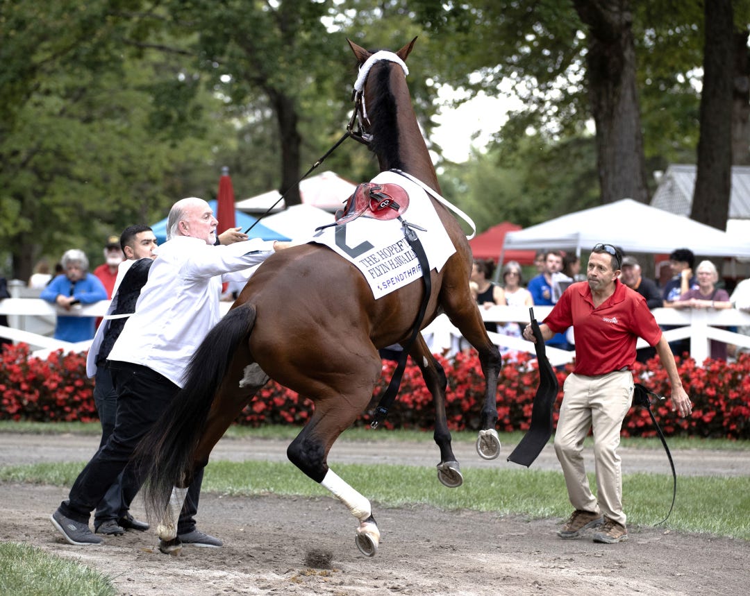 Flyin Hawaiian acts up in SAR paddock before Hopeful Sept 1 2025