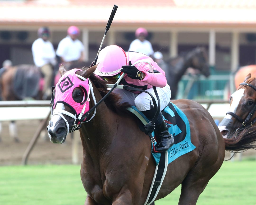 Tut's Revenge wins KD Preview Mint Millions Turf Mile at ELP Aug 3 2024